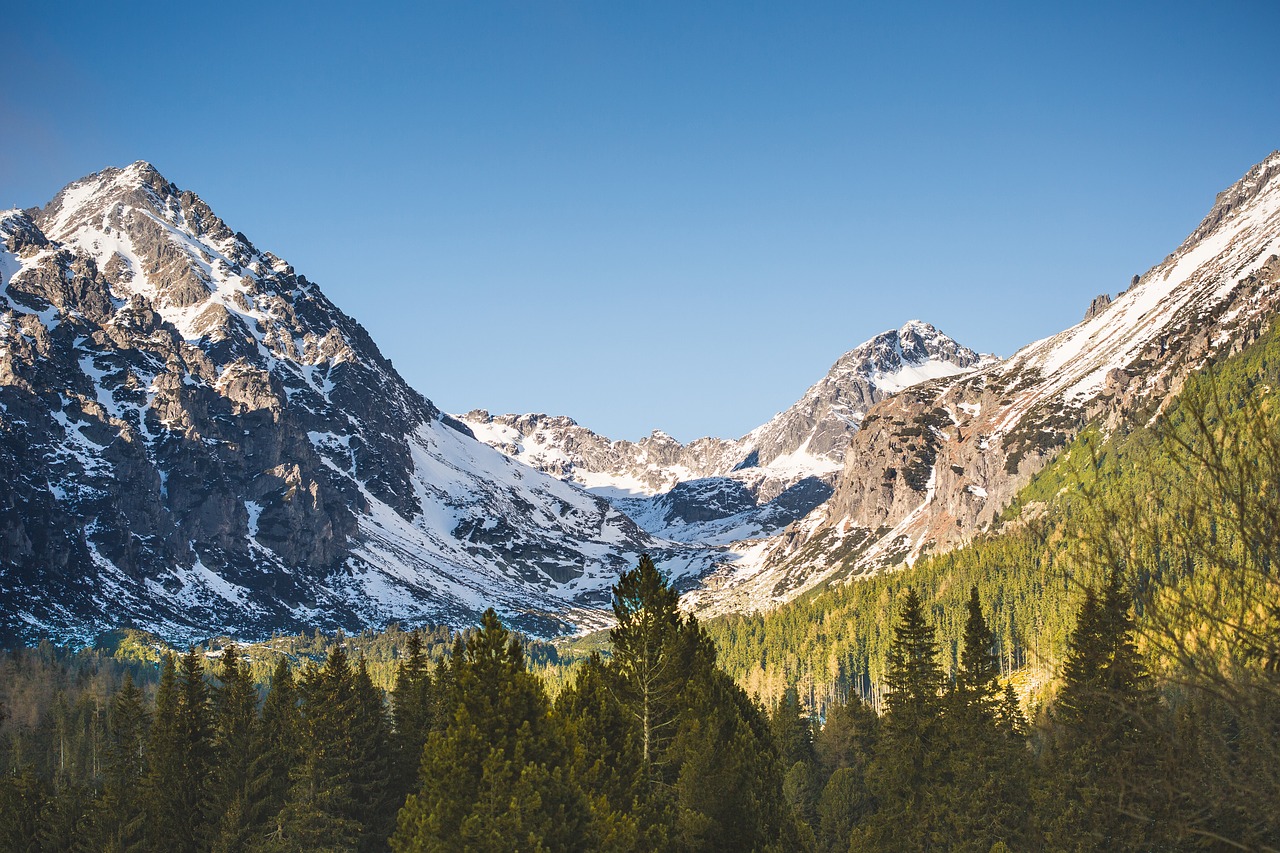 daylight fir trees forest free photo