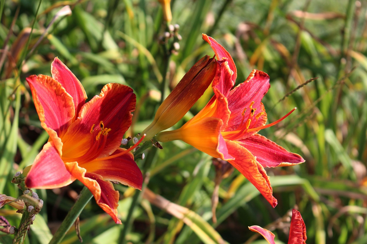 daylilies day lilies flower free photo