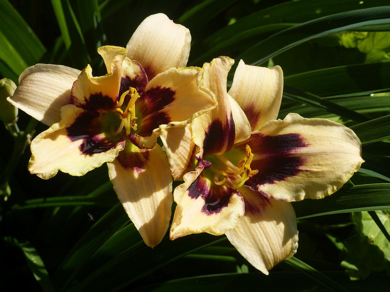 daylilies  colors  summer free photo