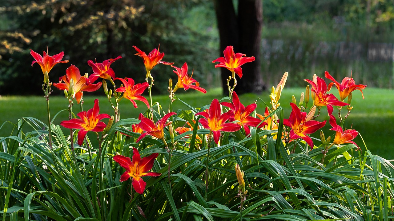 daylilies  nature  hemerocallis free photo