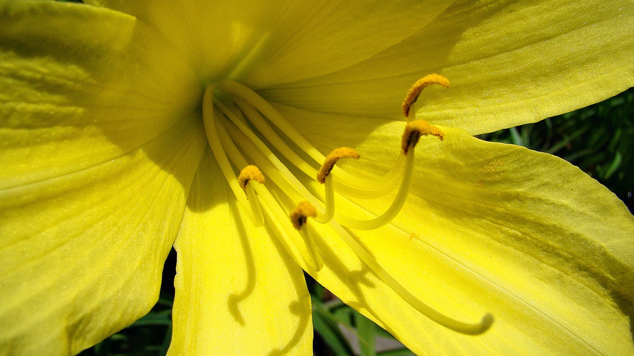 daylily yellow yellow flowers free photo