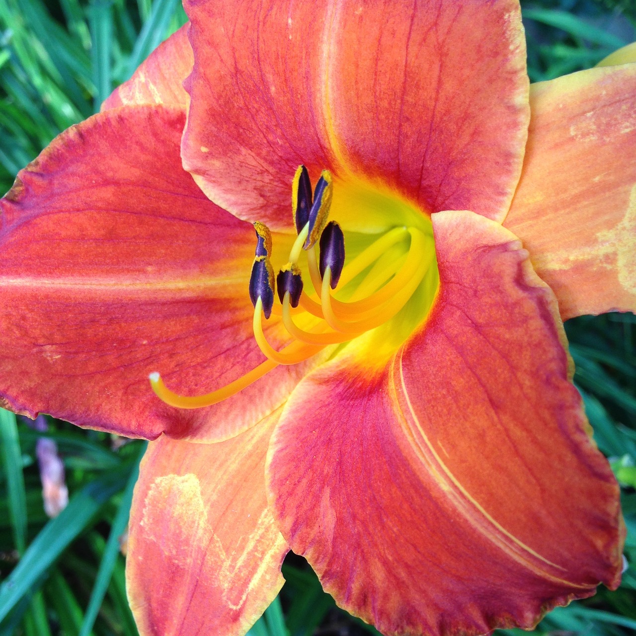 daylily red flower free photo