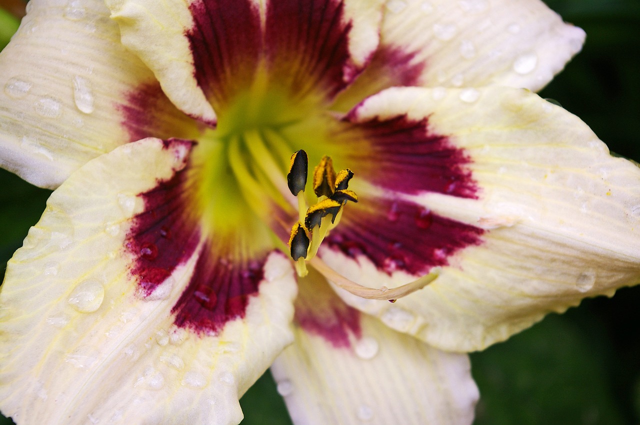 daylily blossom bloom free photo