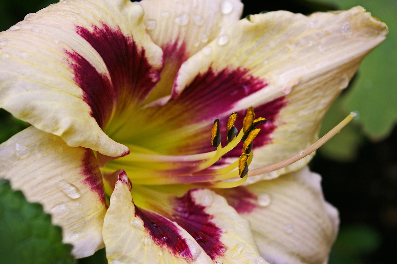 daylily blossom bloom free photo