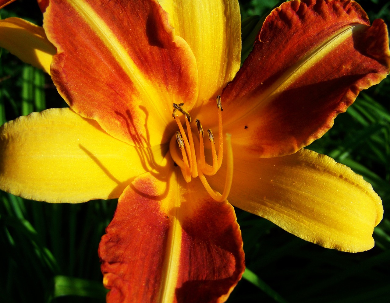 daylily flower garden summer flower free photo