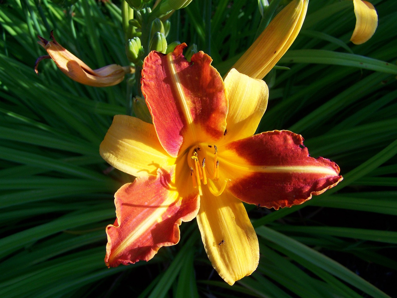daylily flower garden yellow-orange-red color free photo