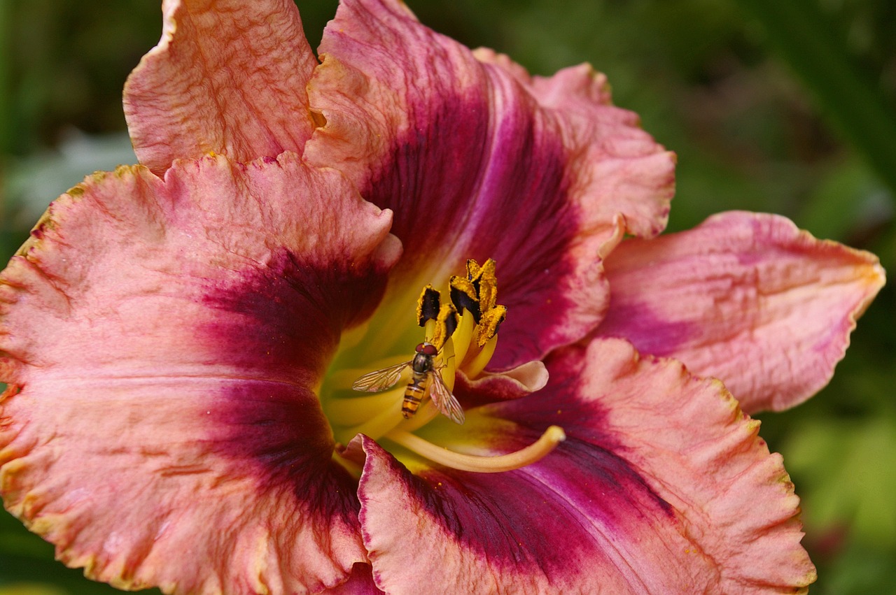 daylily blossom bloom free photo