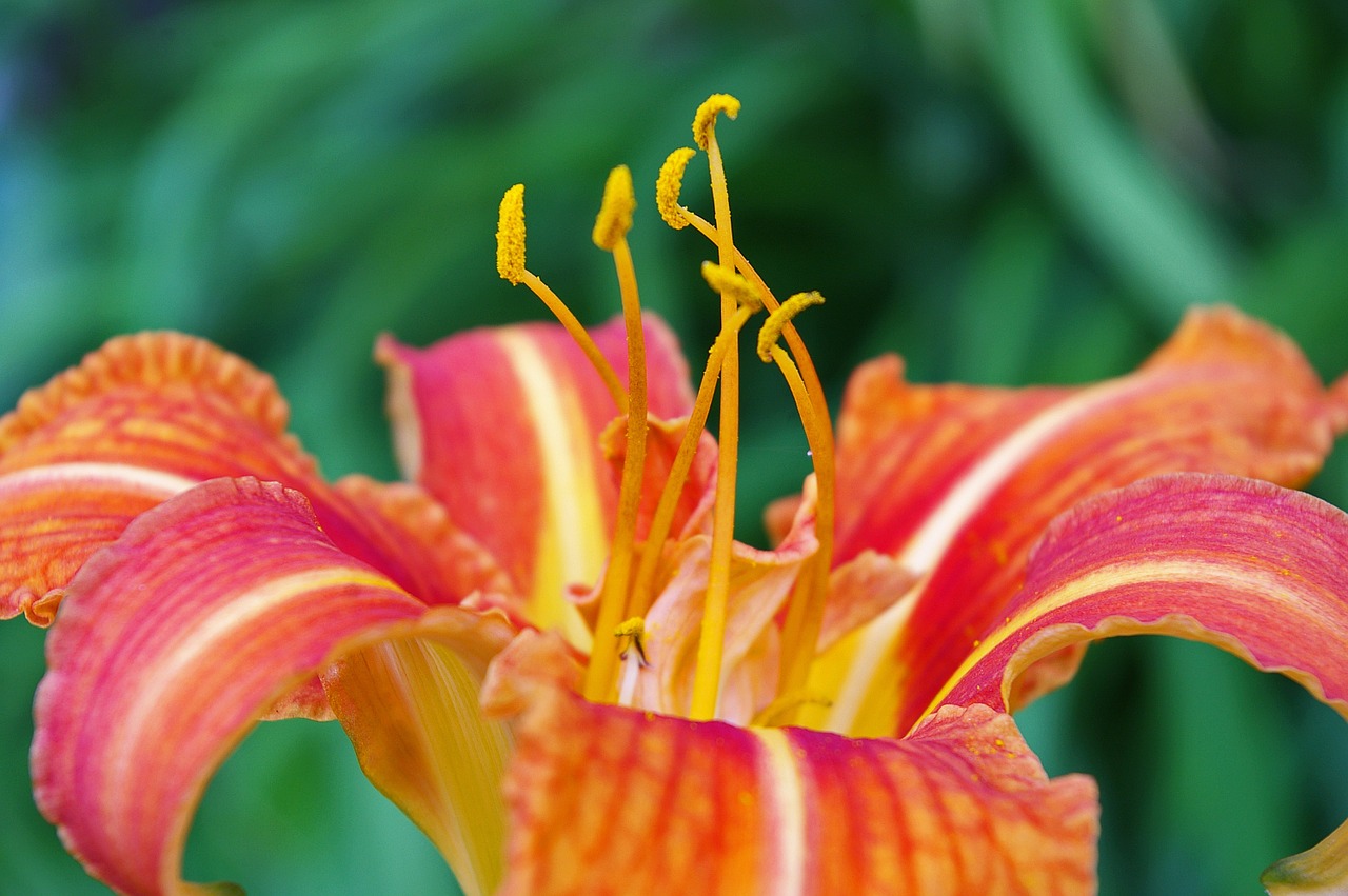 daylily blossom bloom free photo