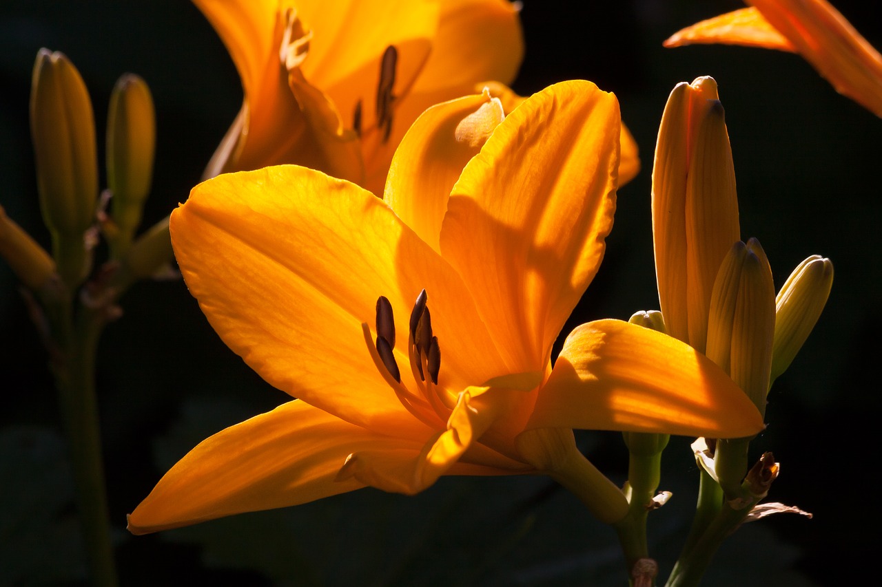 daylily hemerocallis day lily flower free photo