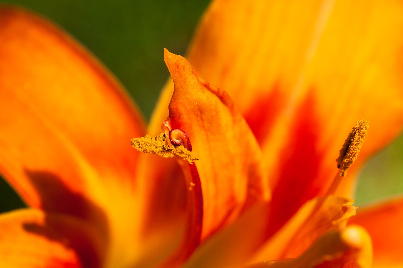 daylily hemerocallis day lily plants free photo