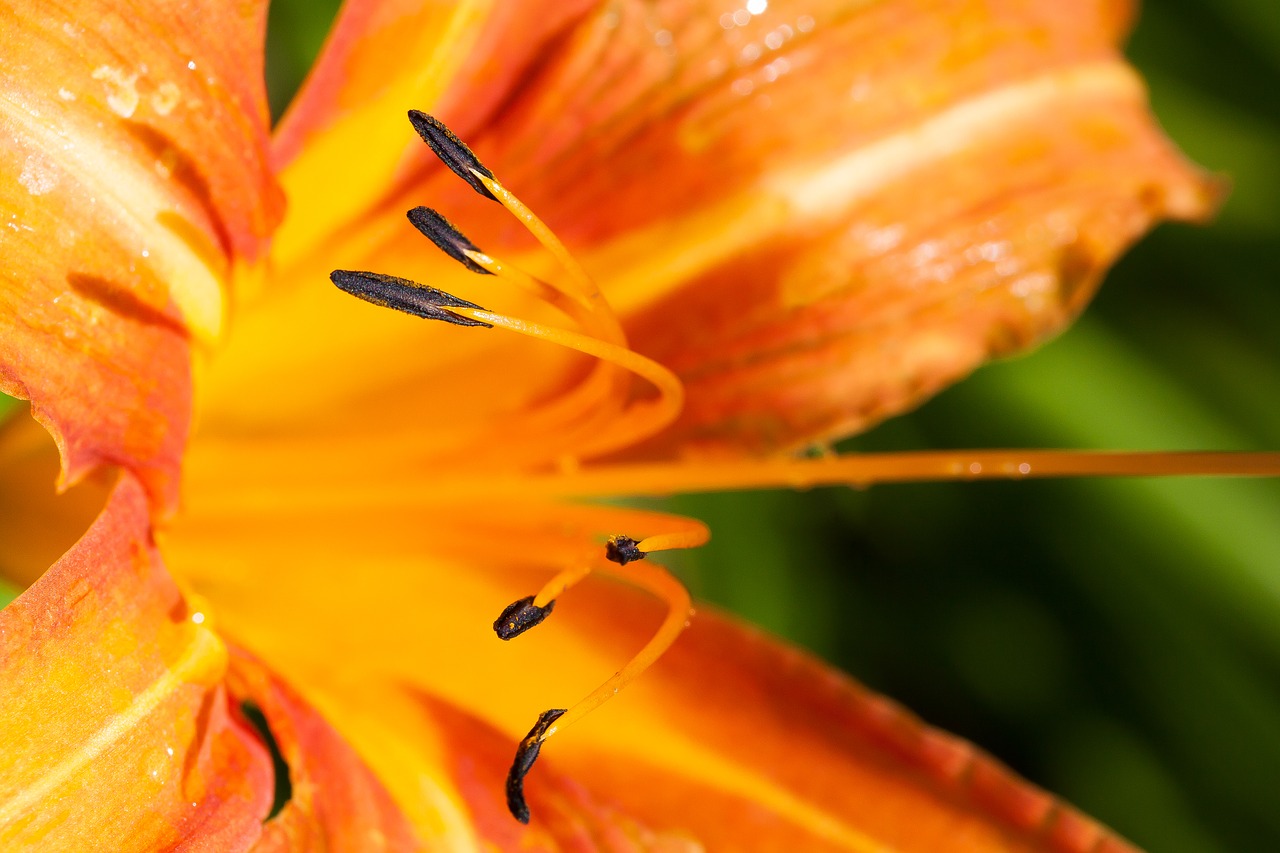 daylily hemerocallis day lily plants free photo