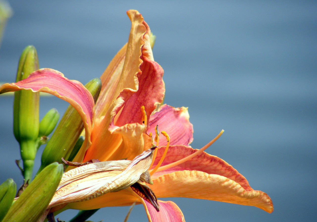 daylily flower floral free photo