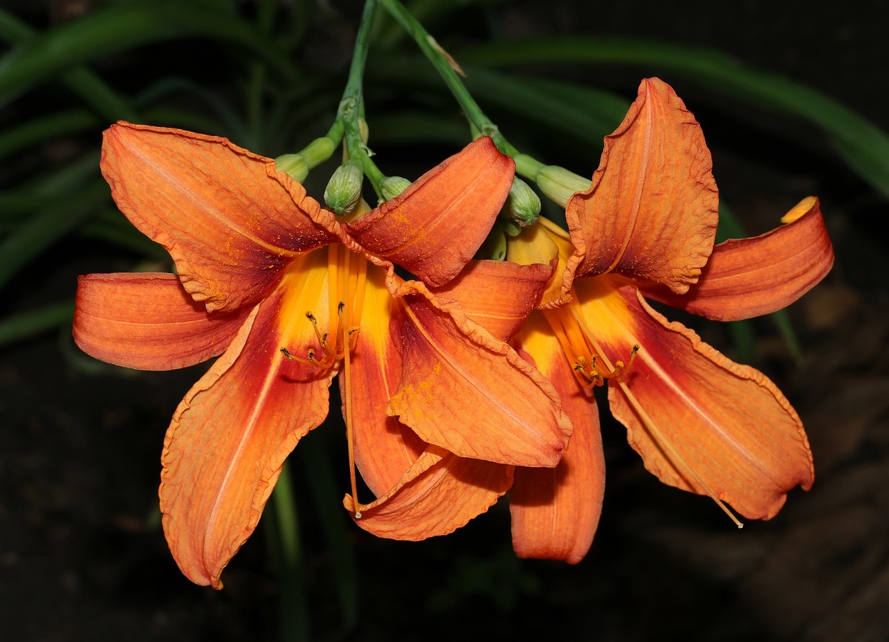 daylily pink flower free photo