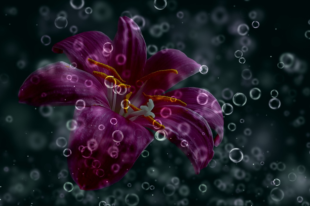 daylily purple drop of water free photo