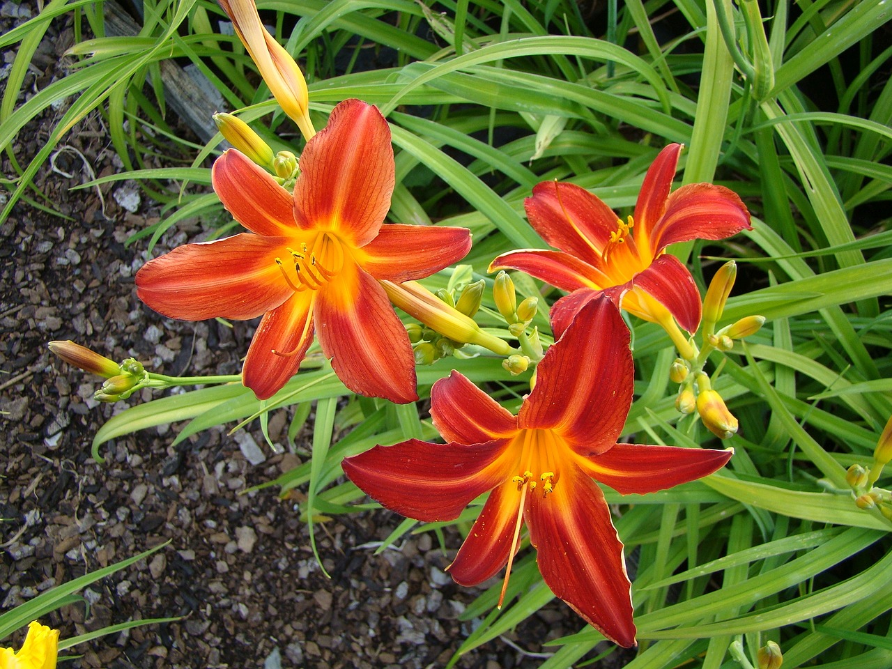 daylily lilies flower free photo