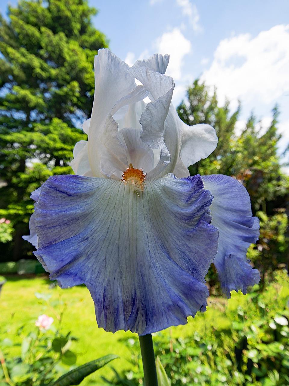 daylily lily flowers free photo