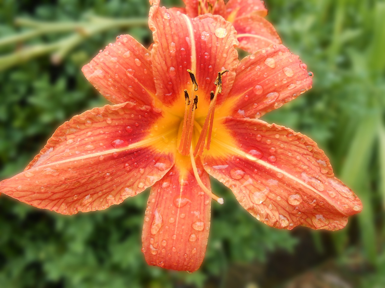 daylily blossom bloom free photo