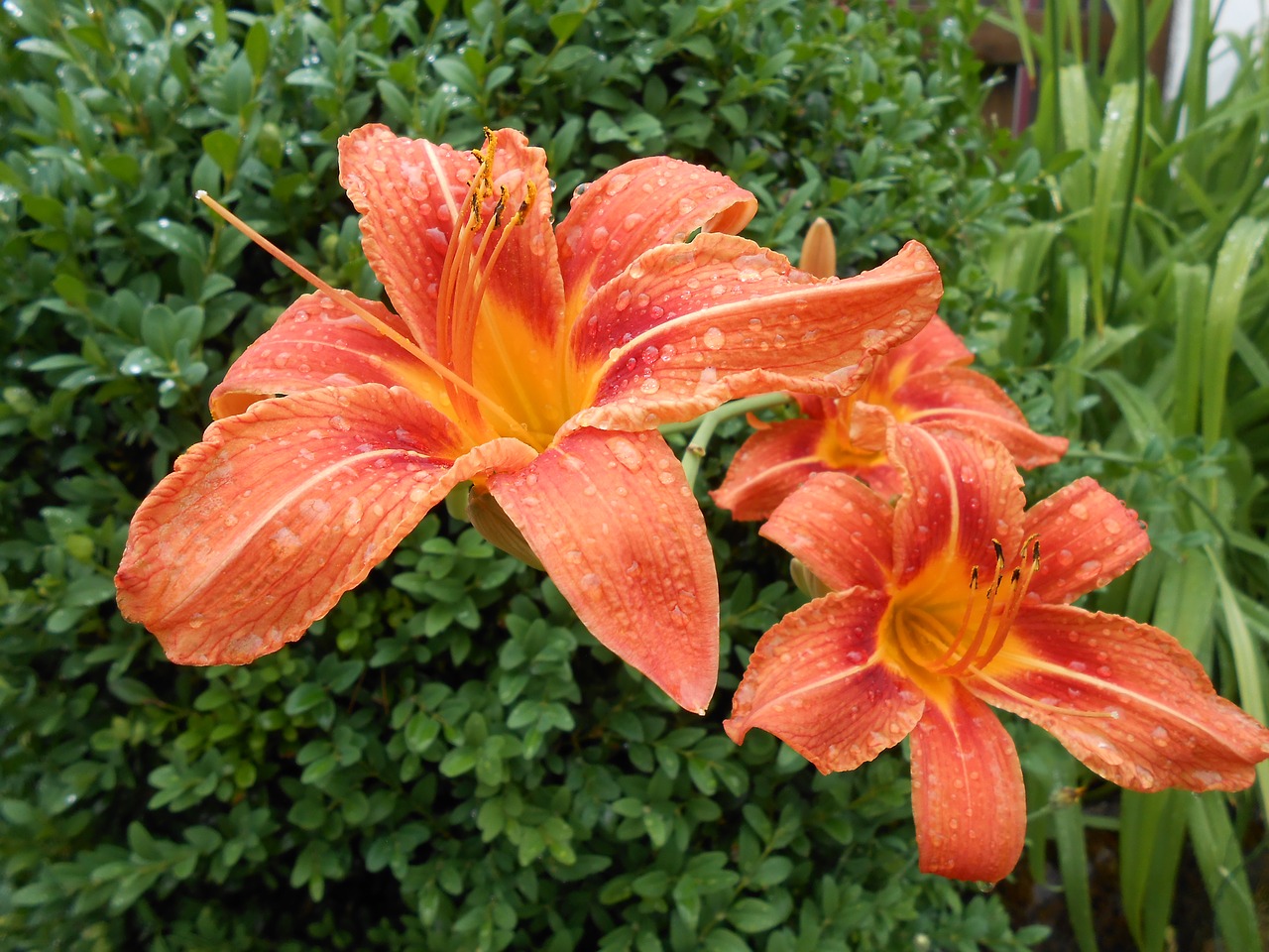 daylily blossom bloom free photo