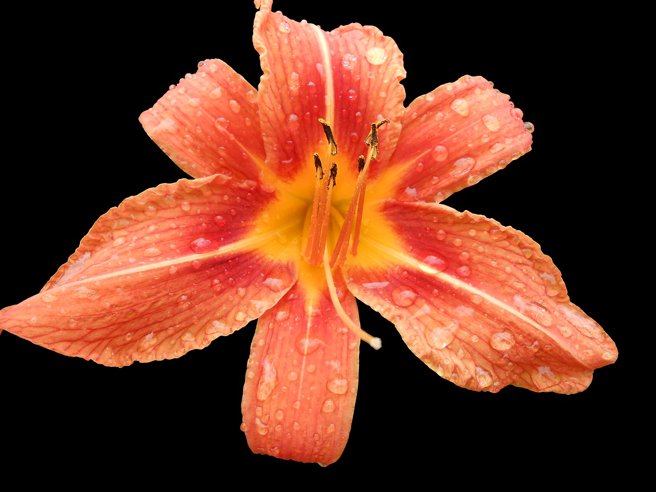 daylily blossom bloom free photo