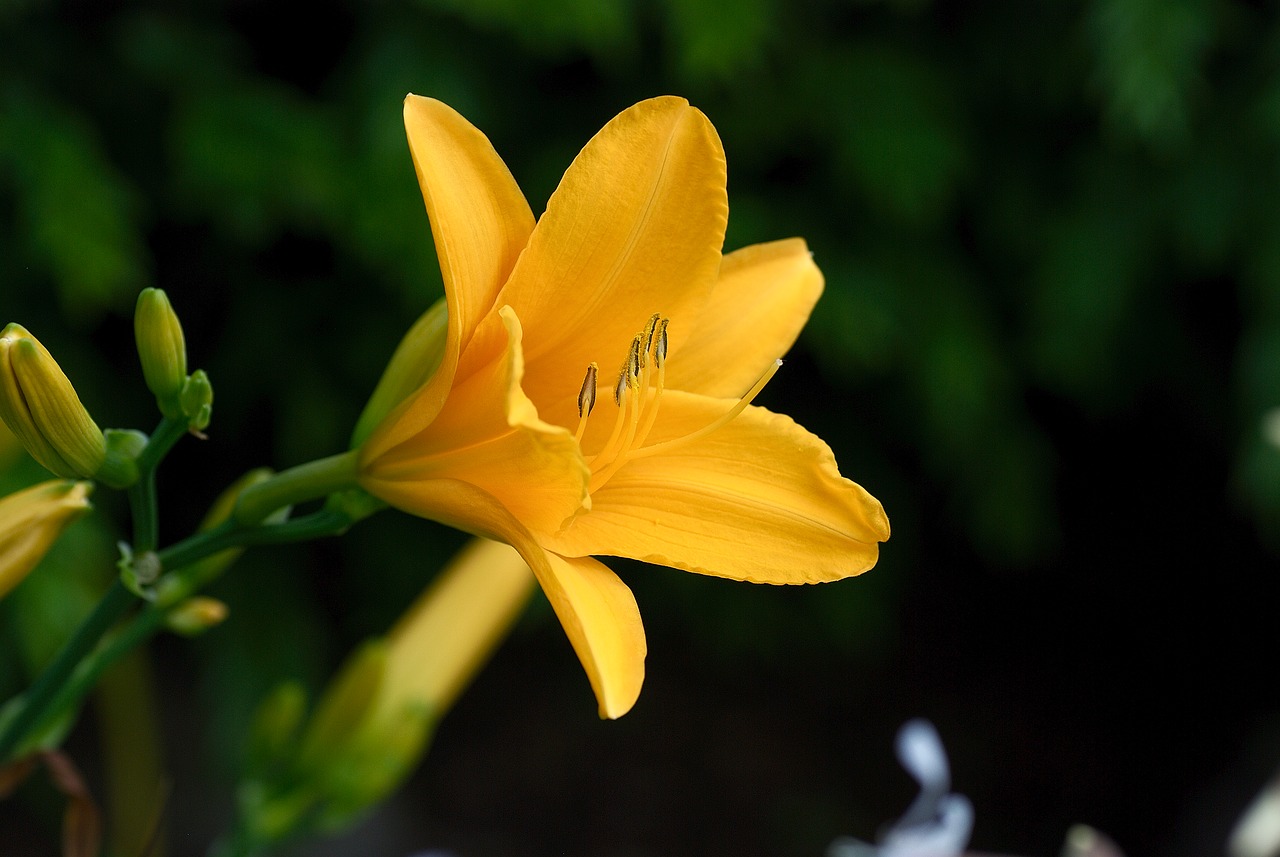 daylily yellow flower free photo