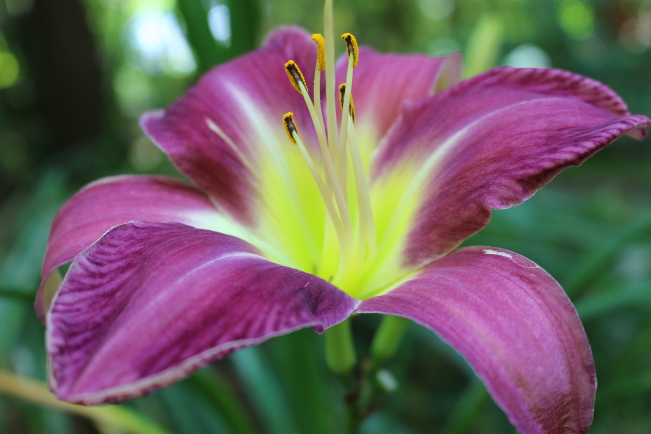 daylily flower blooming flower in the woods free photo