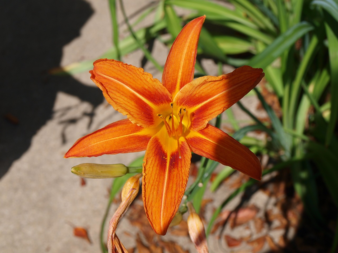 daylily lily flower free photo