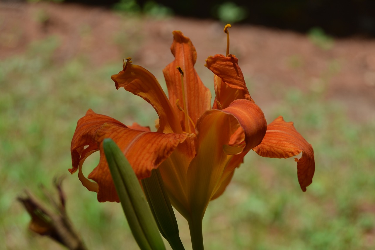 daylily flower orange free photo