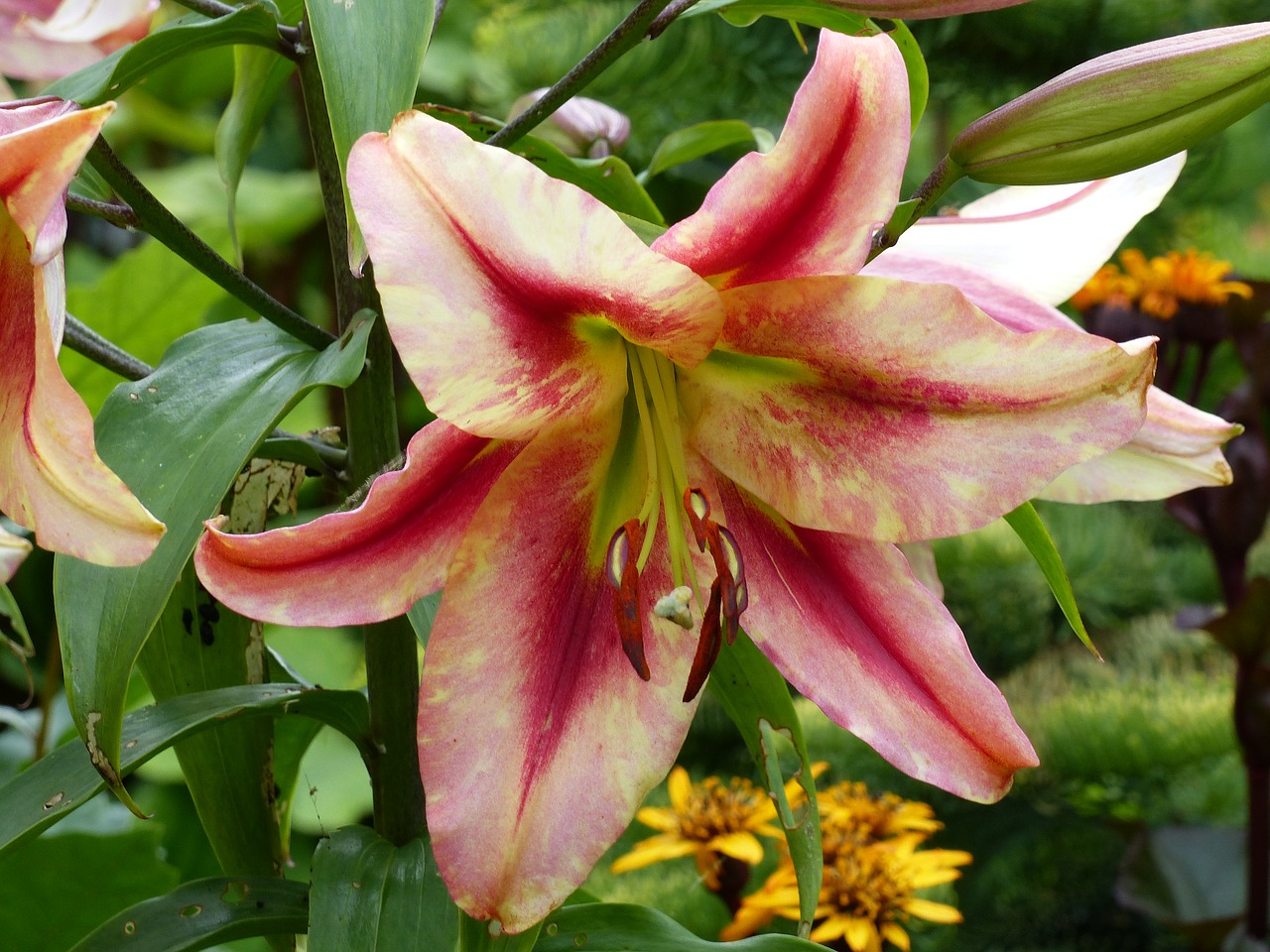 daylily flower colors free photo