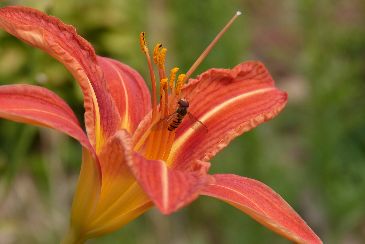 daylily insect nectar free photo