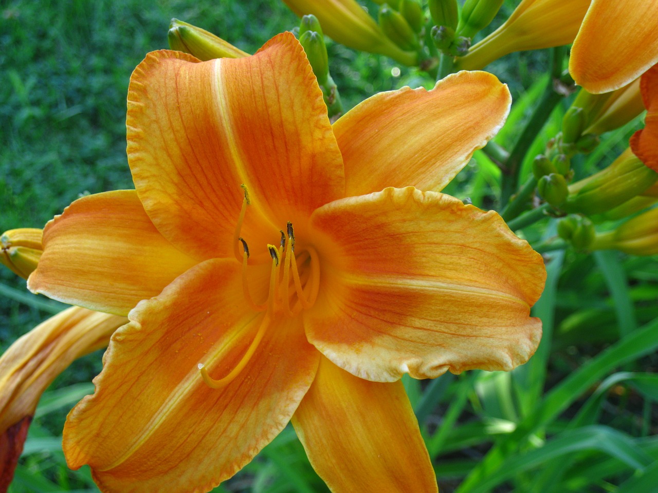 daylily flower nature free photo