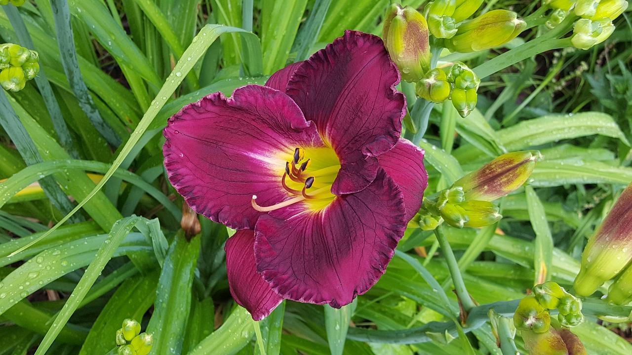 daylily flower garden free photo