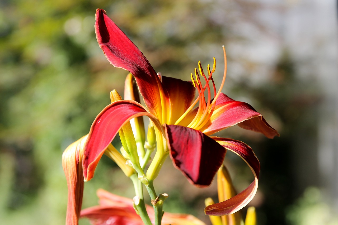 daylily lily red flower free photo