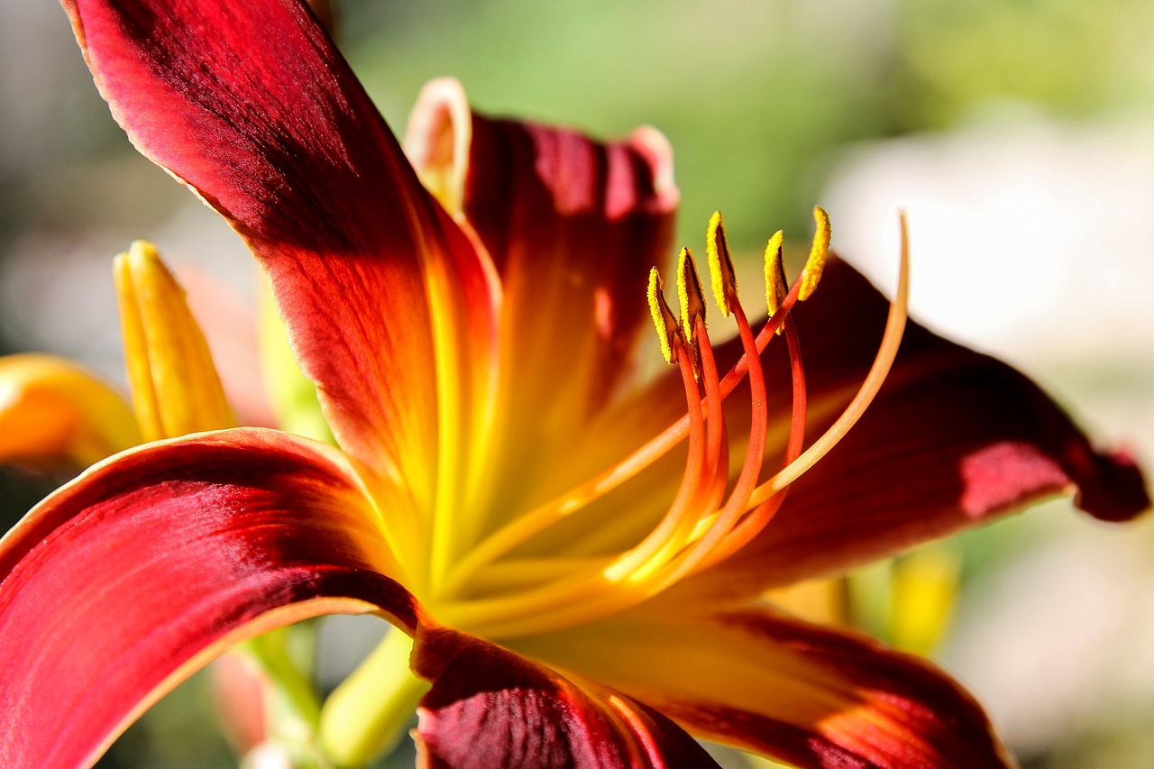 daylily lily red flower free photo