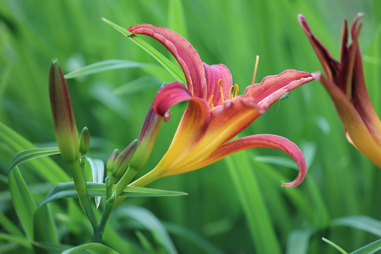 daylily  green  flower free photo