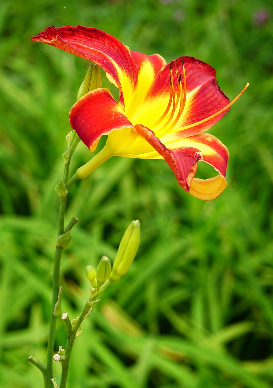 daylily  orange day-lily  nature free photo