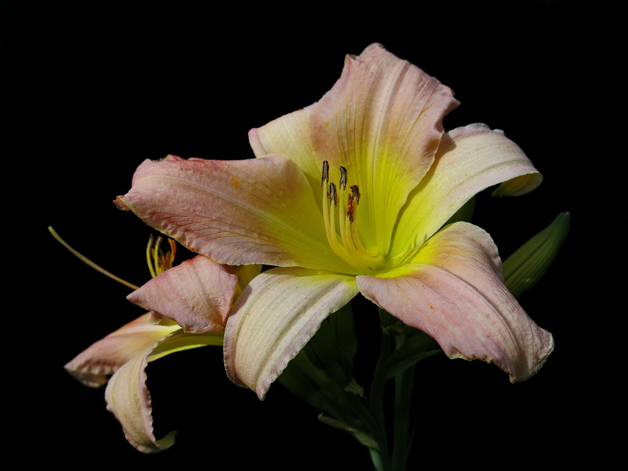daylily  soft pink  large-flowered daylily free photo