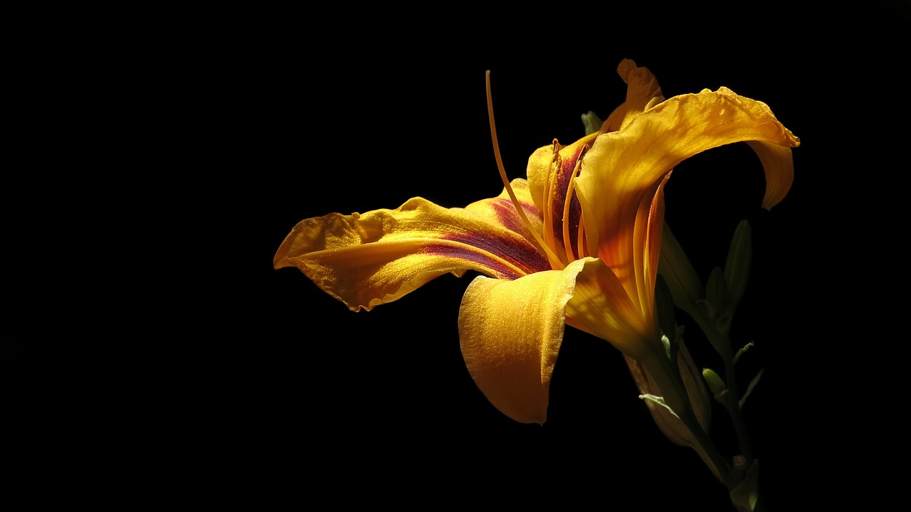 daylily  blossom  bloom free photo