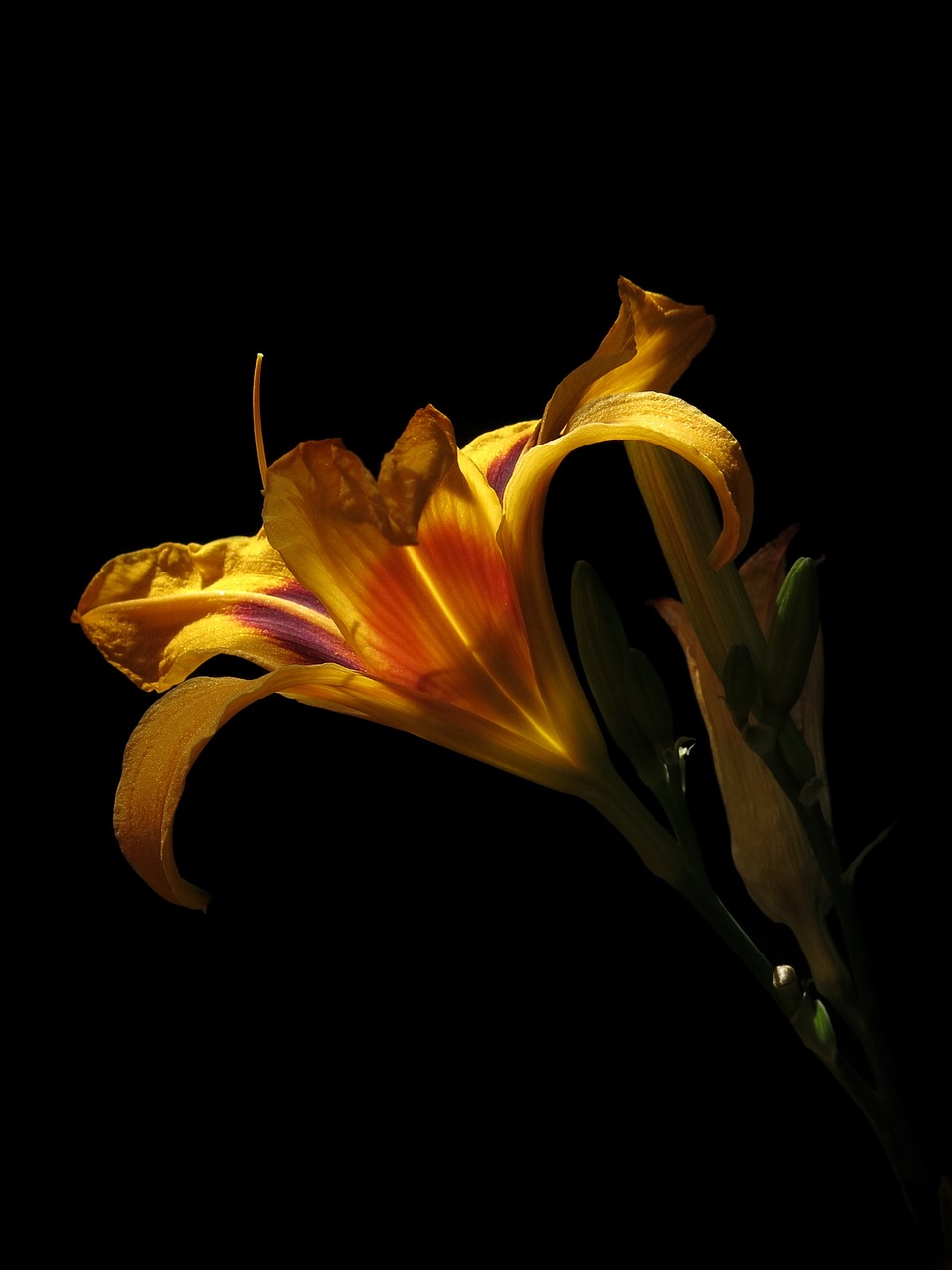 daylily  hemerocallis bonanza  yellow orange free photo