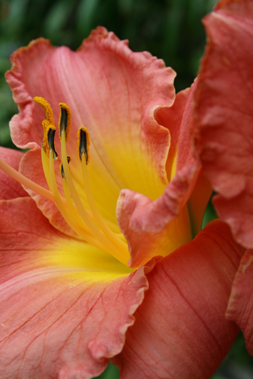 daylily  flower  garden free photo