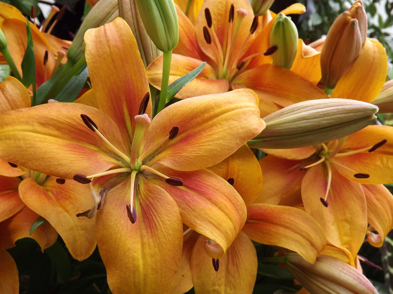 daylily  lily  bloom free photo