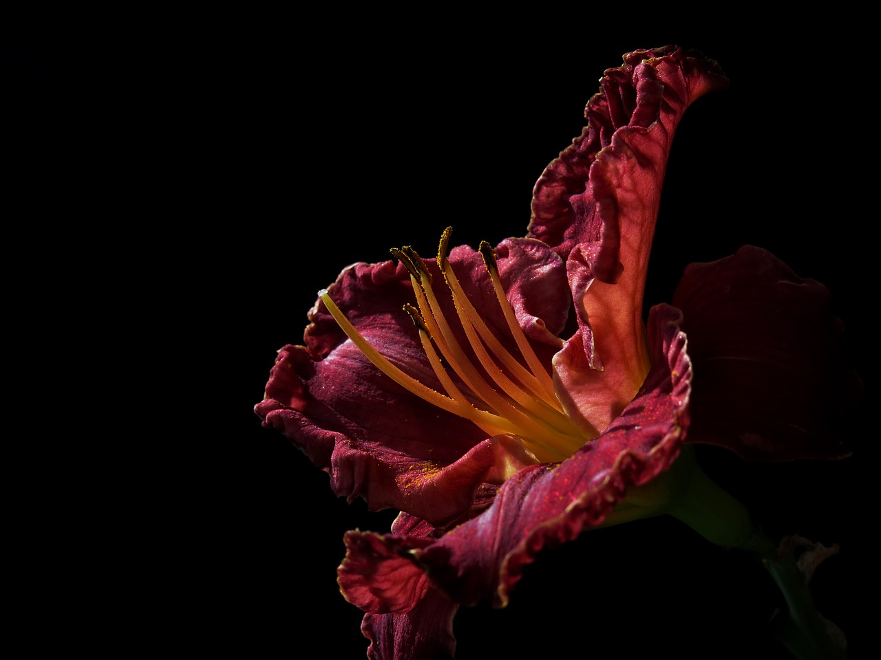 daylily  large-flowered daylily  hemerocallis free photo