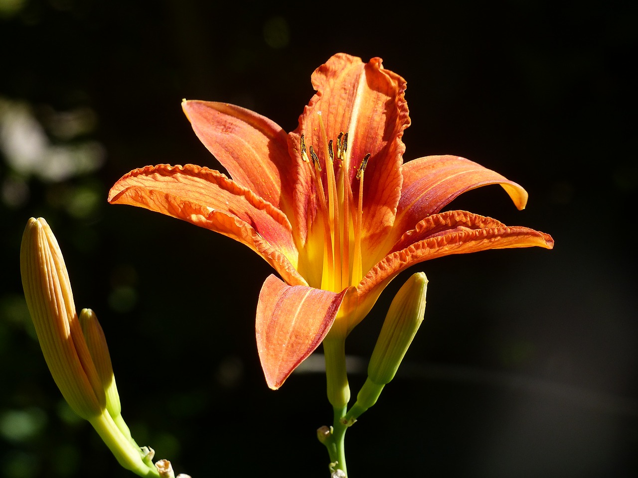 daylily  flower  garden free photo