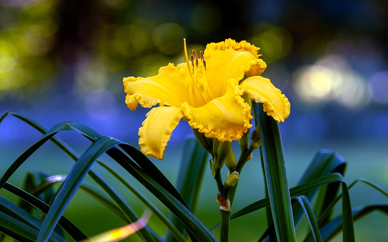 daylily  flower  garden free photo