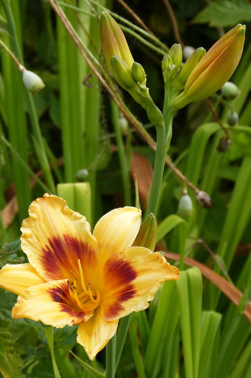 daylily lily flower free photo