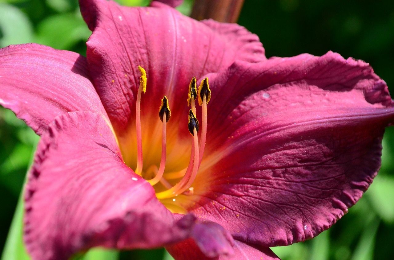 daylily lily incomplete free photo