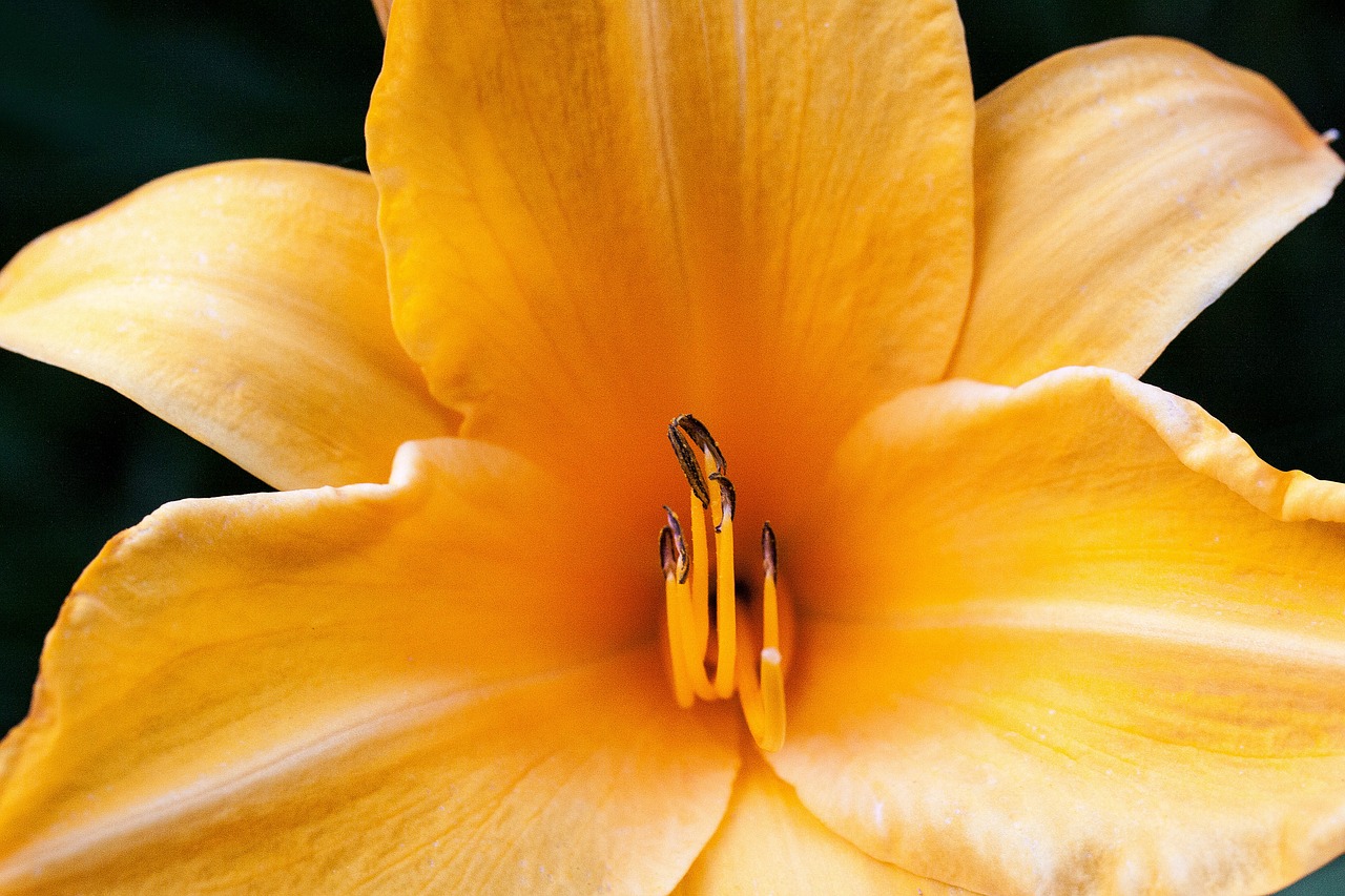 daylily hemerocallis day lily flower free photo