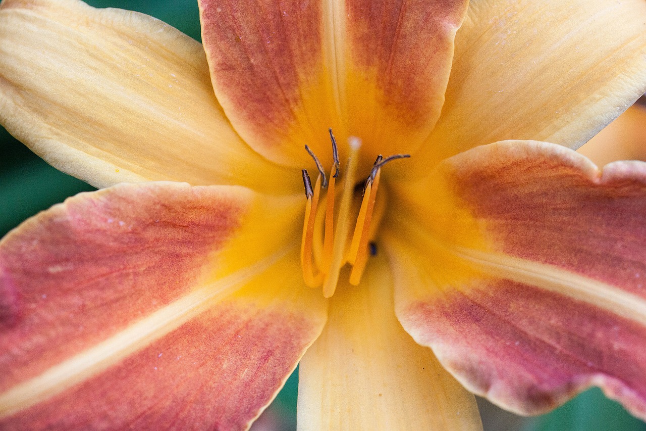 daylily hemerocallis day lily flower free photo