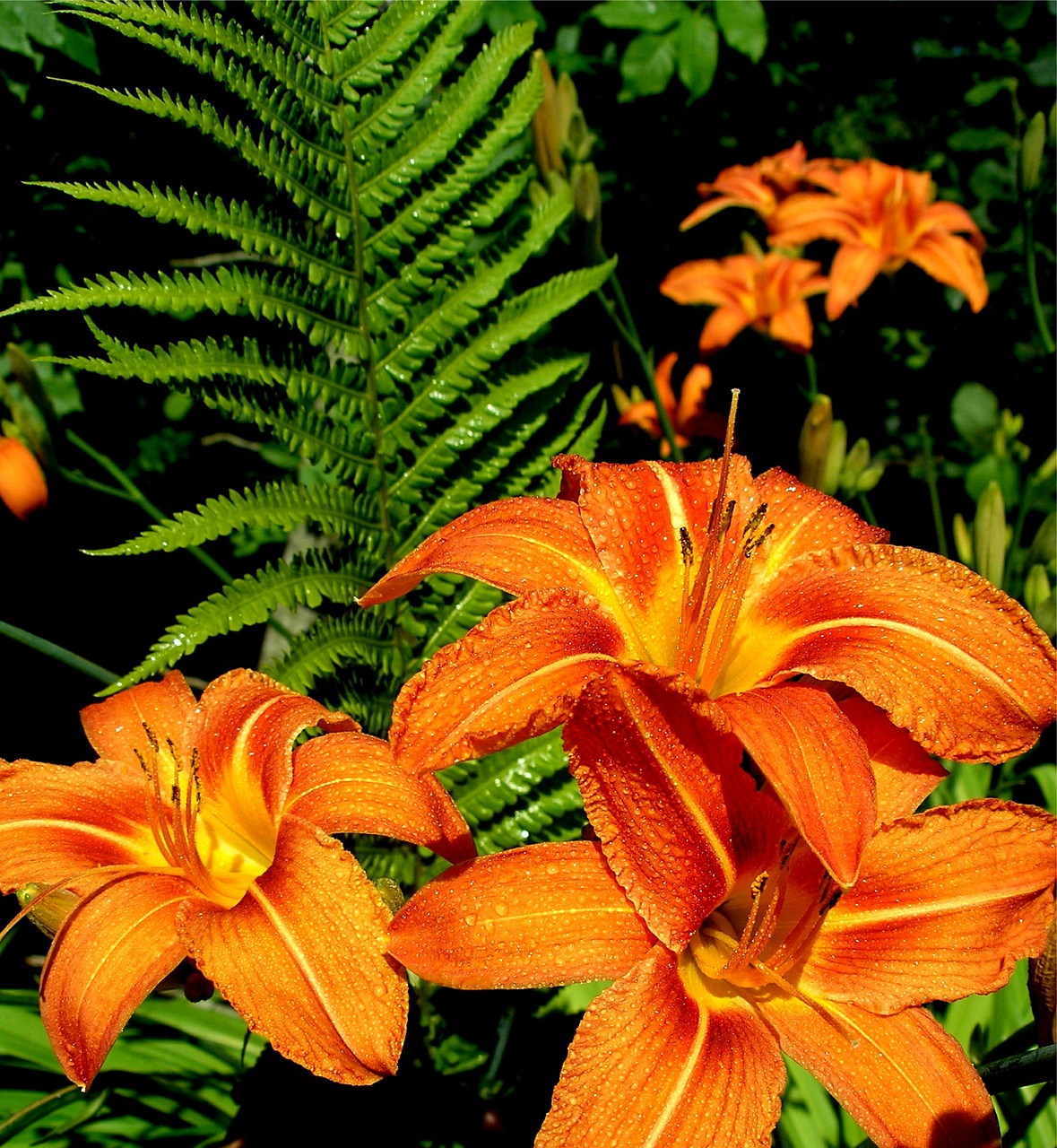 daylily lily orange free photo