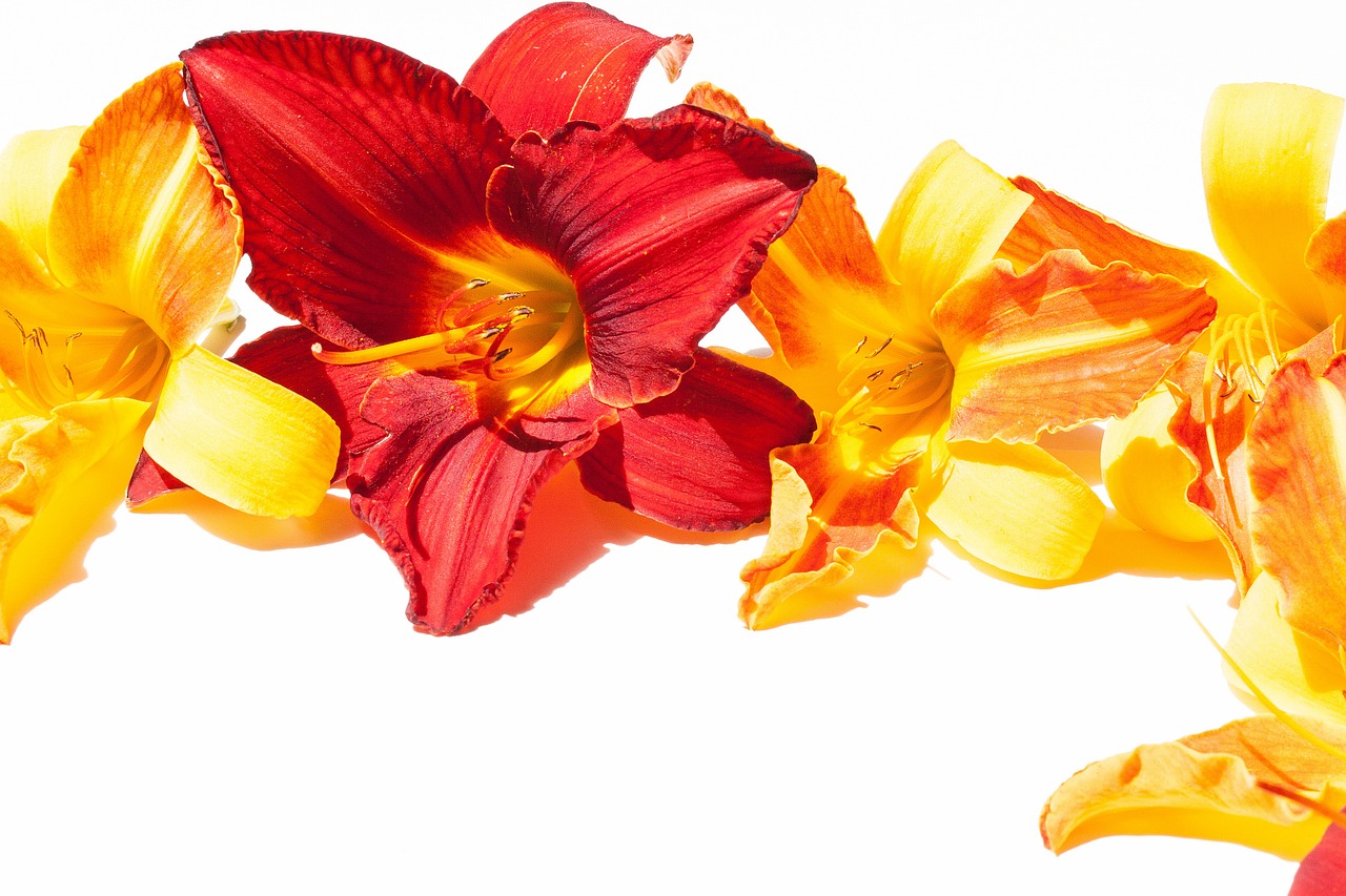 daylily flowers summer free photo