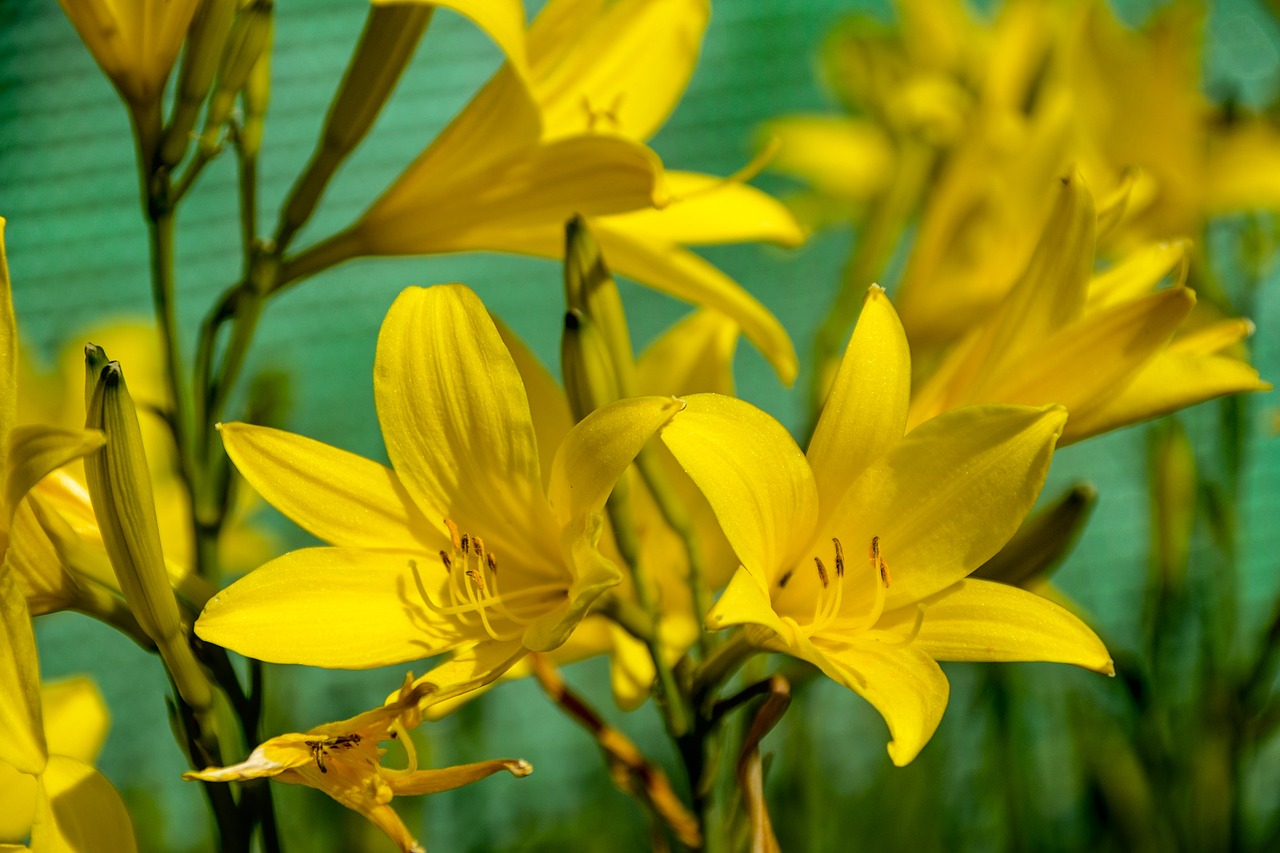 daylily  yellow  flowers free photo